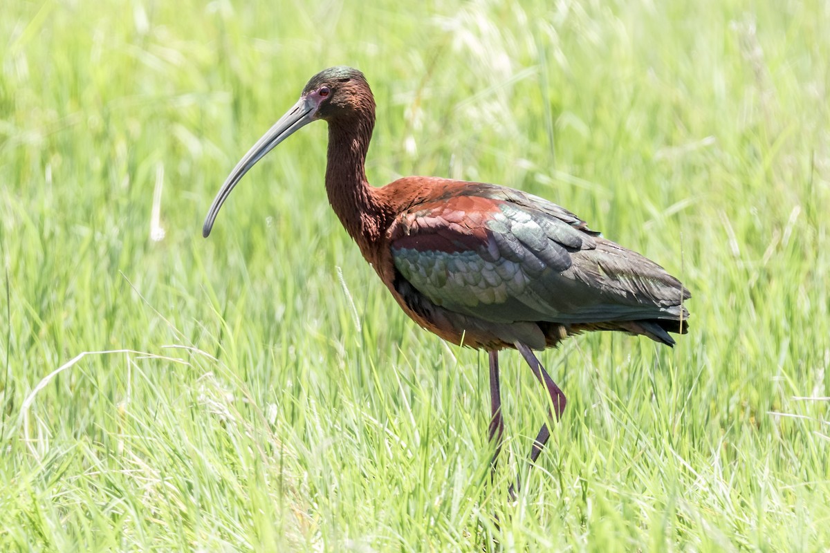 Ibis à face blanche - ML121188191