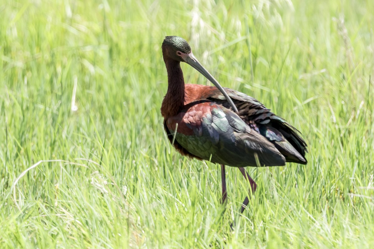 White-faced Ibis - Brad Imhoff