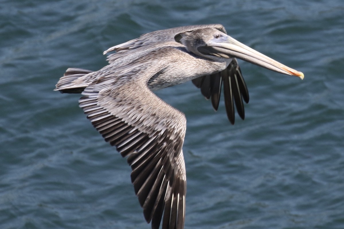 Brown Pelican - Arnold Skei