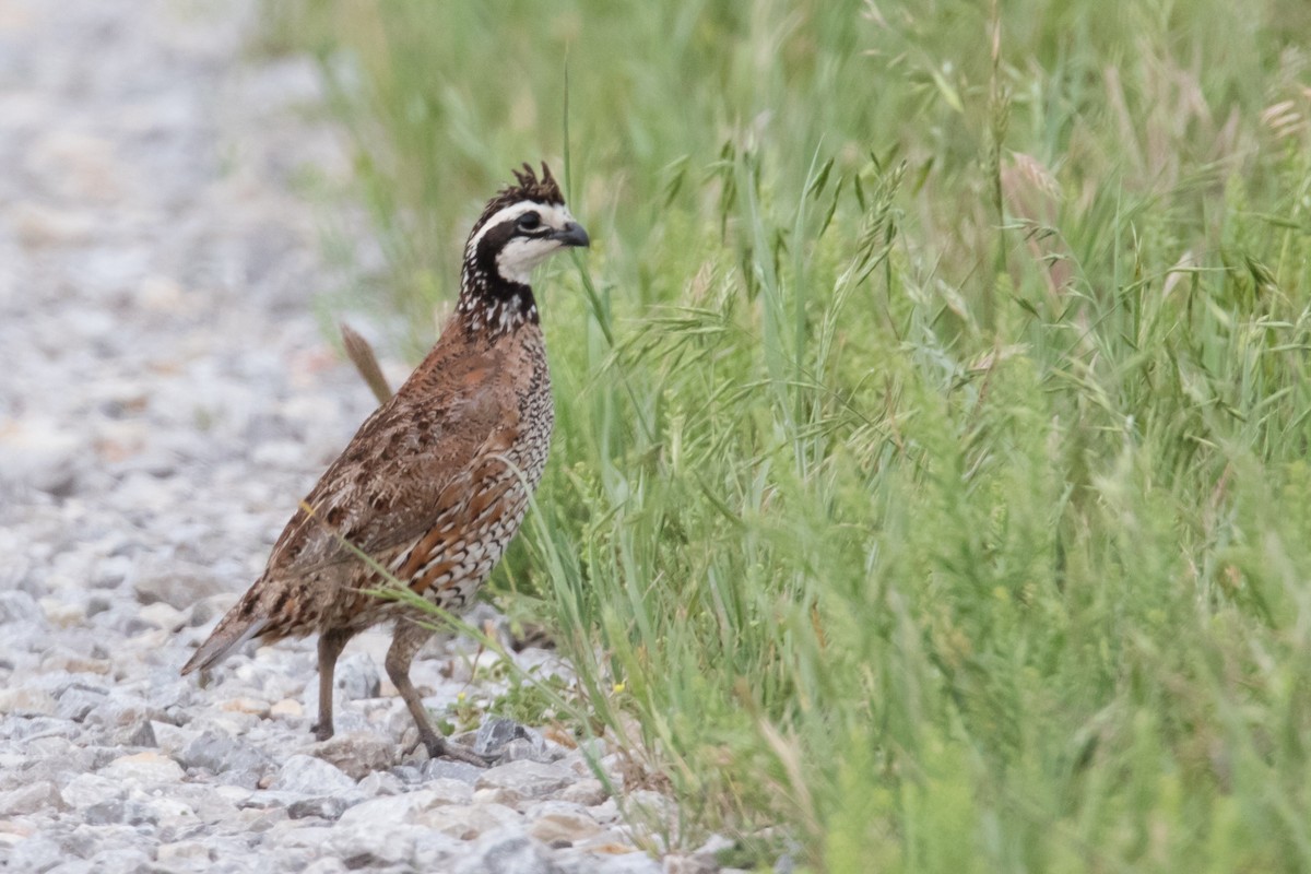 Northern Bobwhite - Brad Imhoff