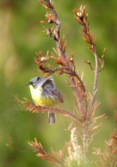 Kirtland's Warbler - ML121188651