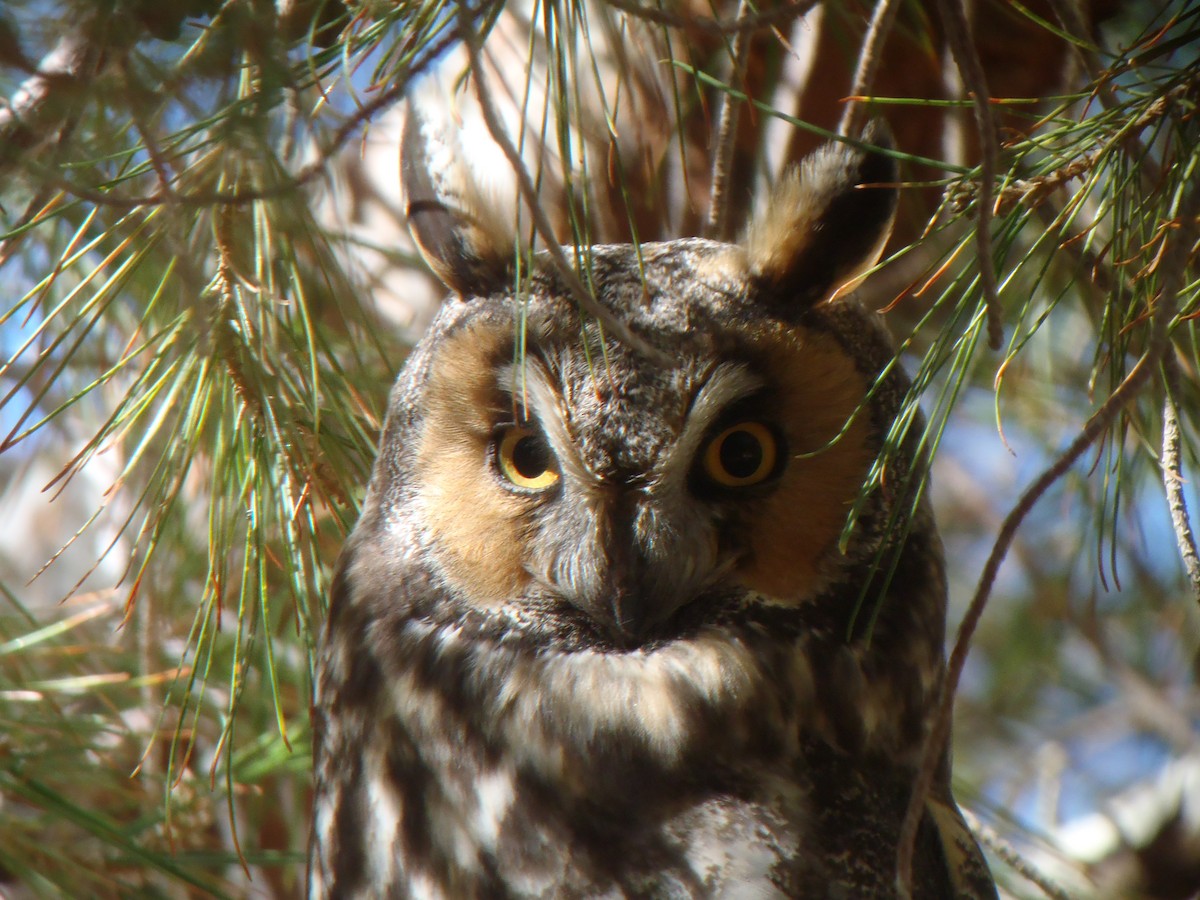 Long-eared Owl - Ryne Rutherford