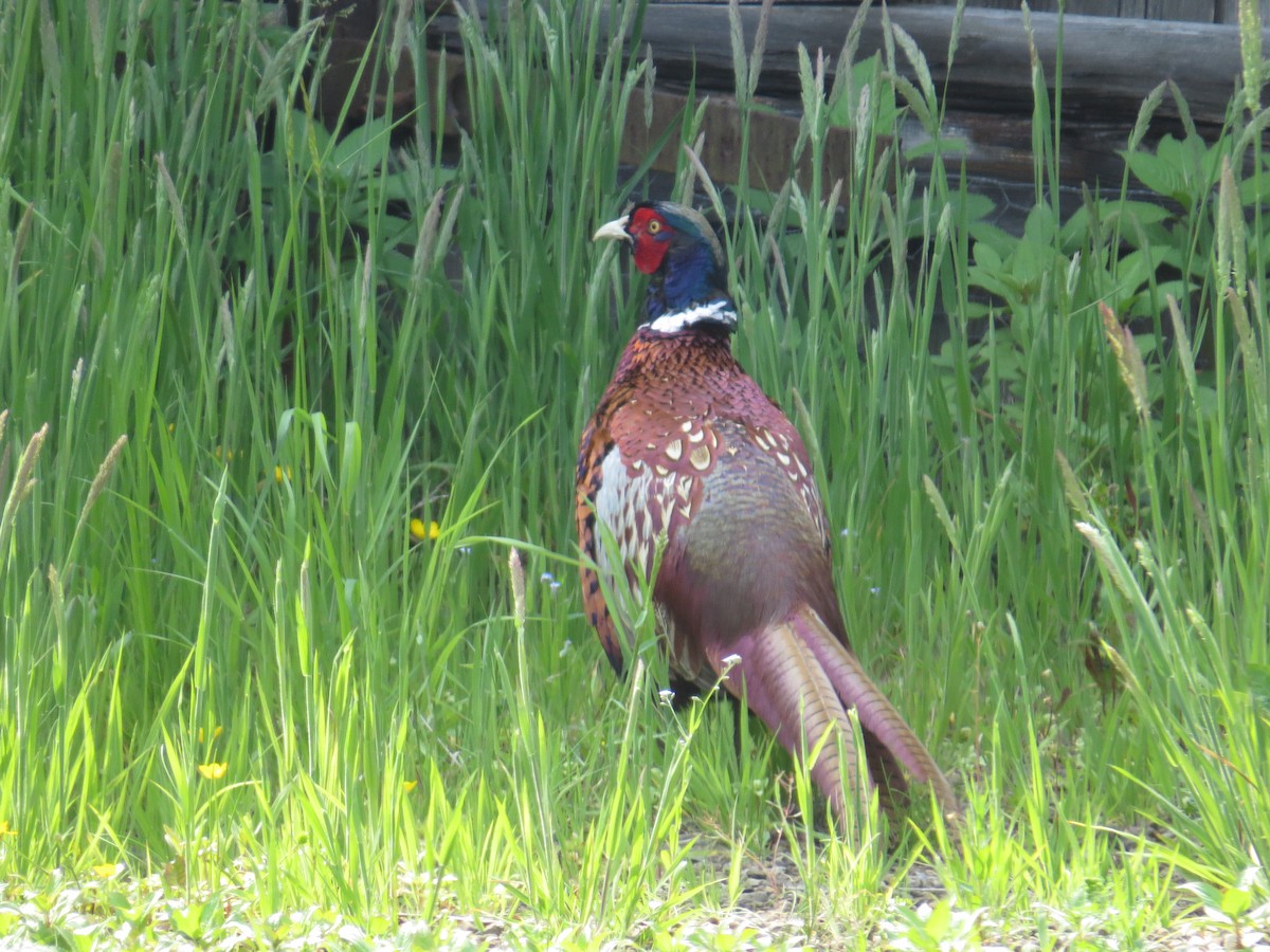 Ring-necked Pheasant - ML121198671