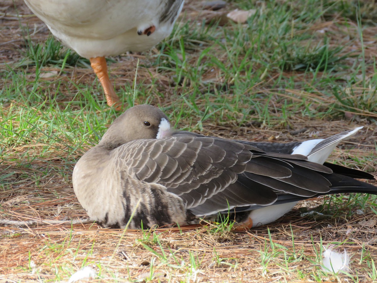 Greater White-fronted Goose - Becky Turley