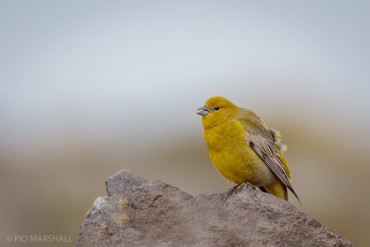 Greater Yellow-Finch - Pio Marshall