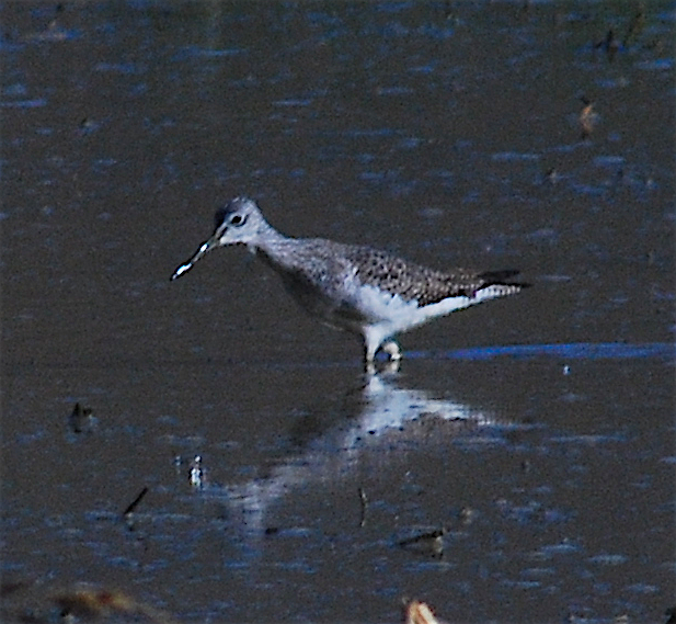Greater Yellowlegs - ML121204071