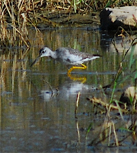 Greater Yellowlegs - ML121204101