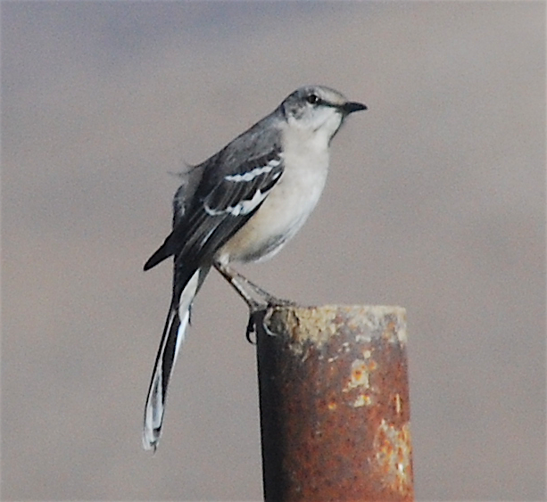 Northern Mockingbird - ML121204121