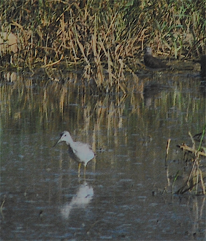 Greater Yellowlegs - ML121204171