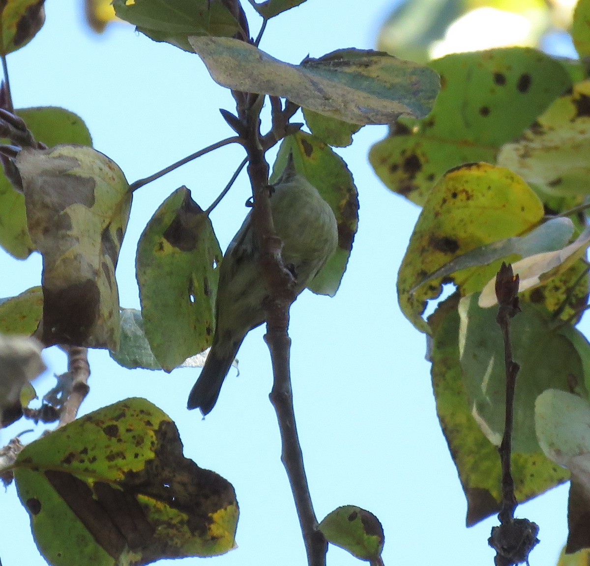 new world warbler sp. - ML121207051