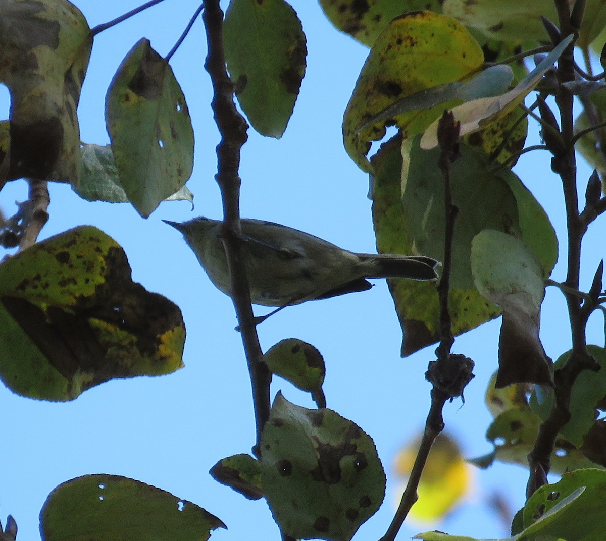 tanımsız Parulidae sp. - ML121207071