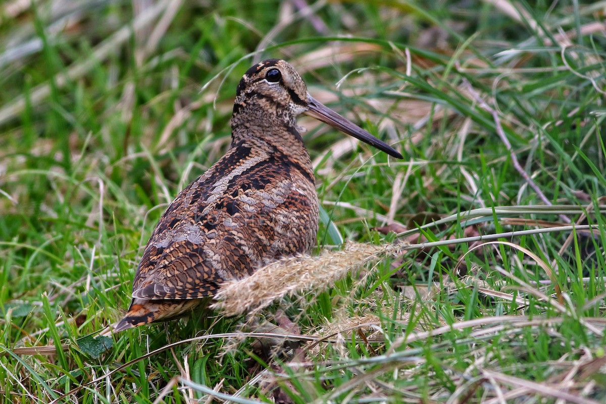 Eurasian Woodcock - ML121208021