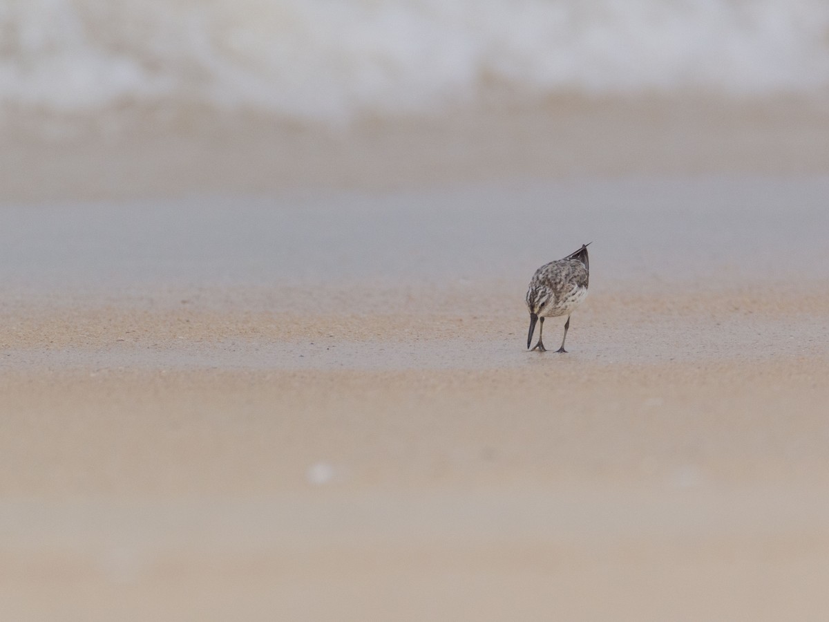 Broad-billed Sandpiper - ML121208331