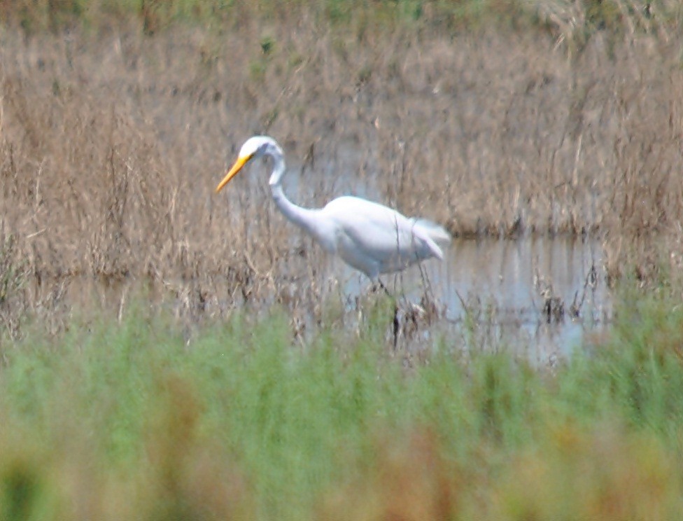 Great Egret - andres ebel