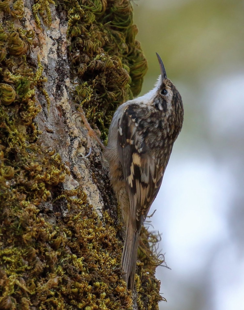 Brown Creeper - ML121209931