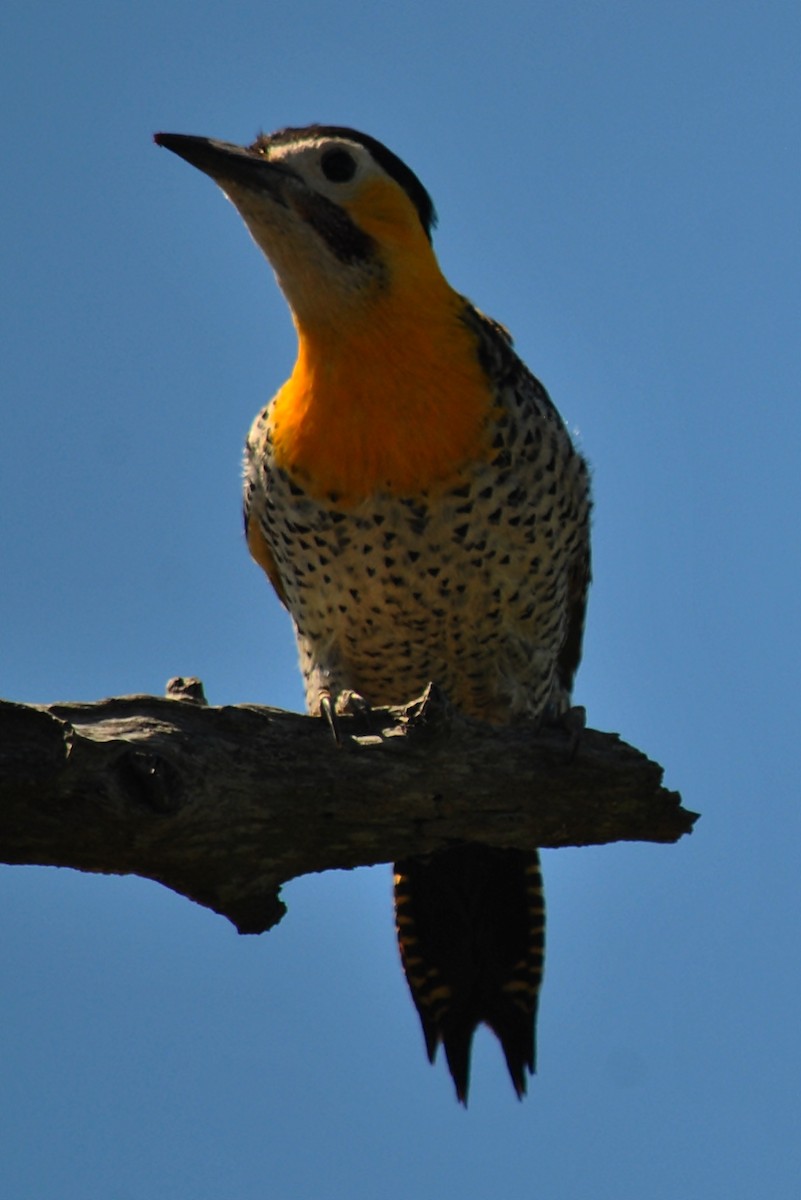 Campo Flicker - andres ebel