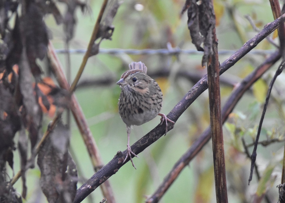 Lincoln's Sparrow - ML121211561