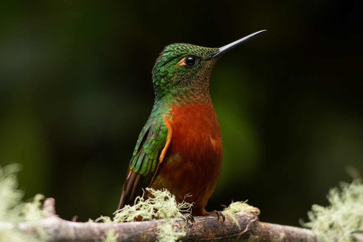 kolibřík peruánský - ML121211651