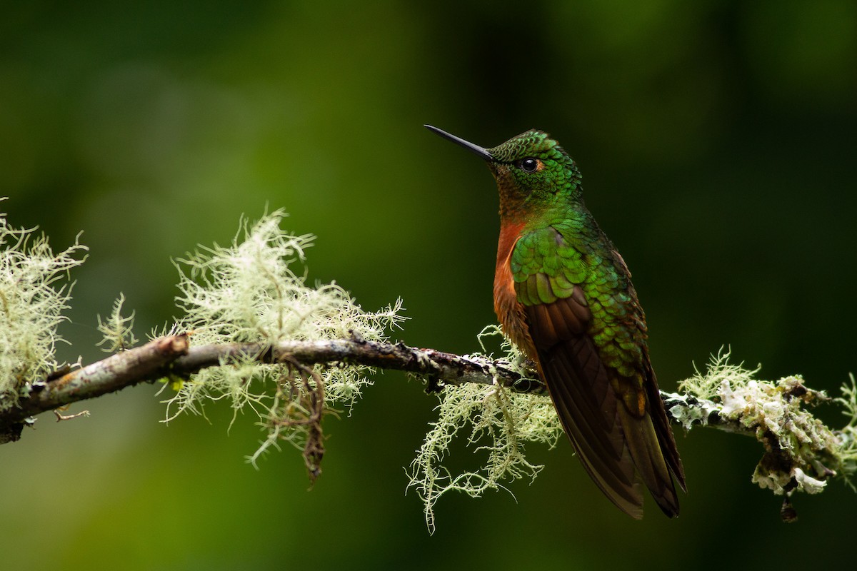 kolibřík peruánský - ML121211701