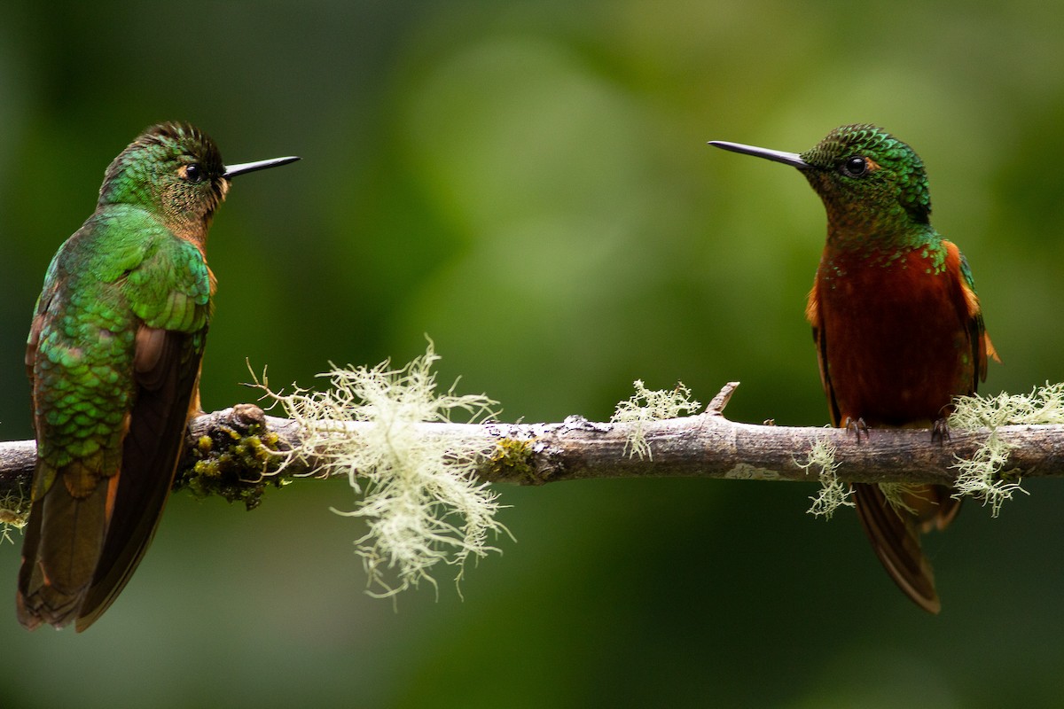 Chestnut-breasted Coronet - ML121211711