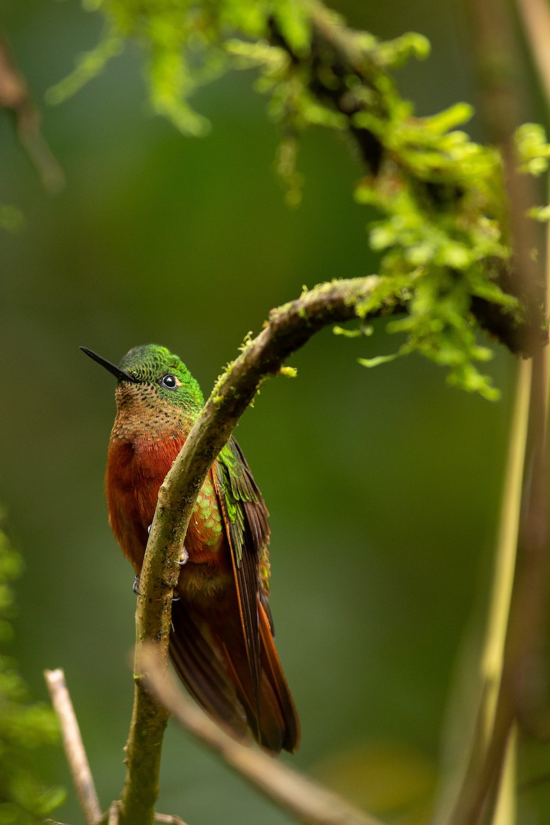 Colibrí Pechirrojo - ML121211731