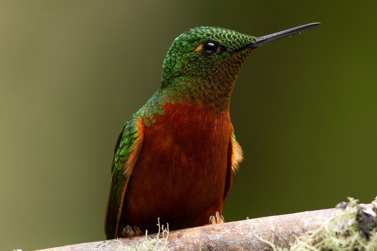 kolibřík peruánský - ML121211751