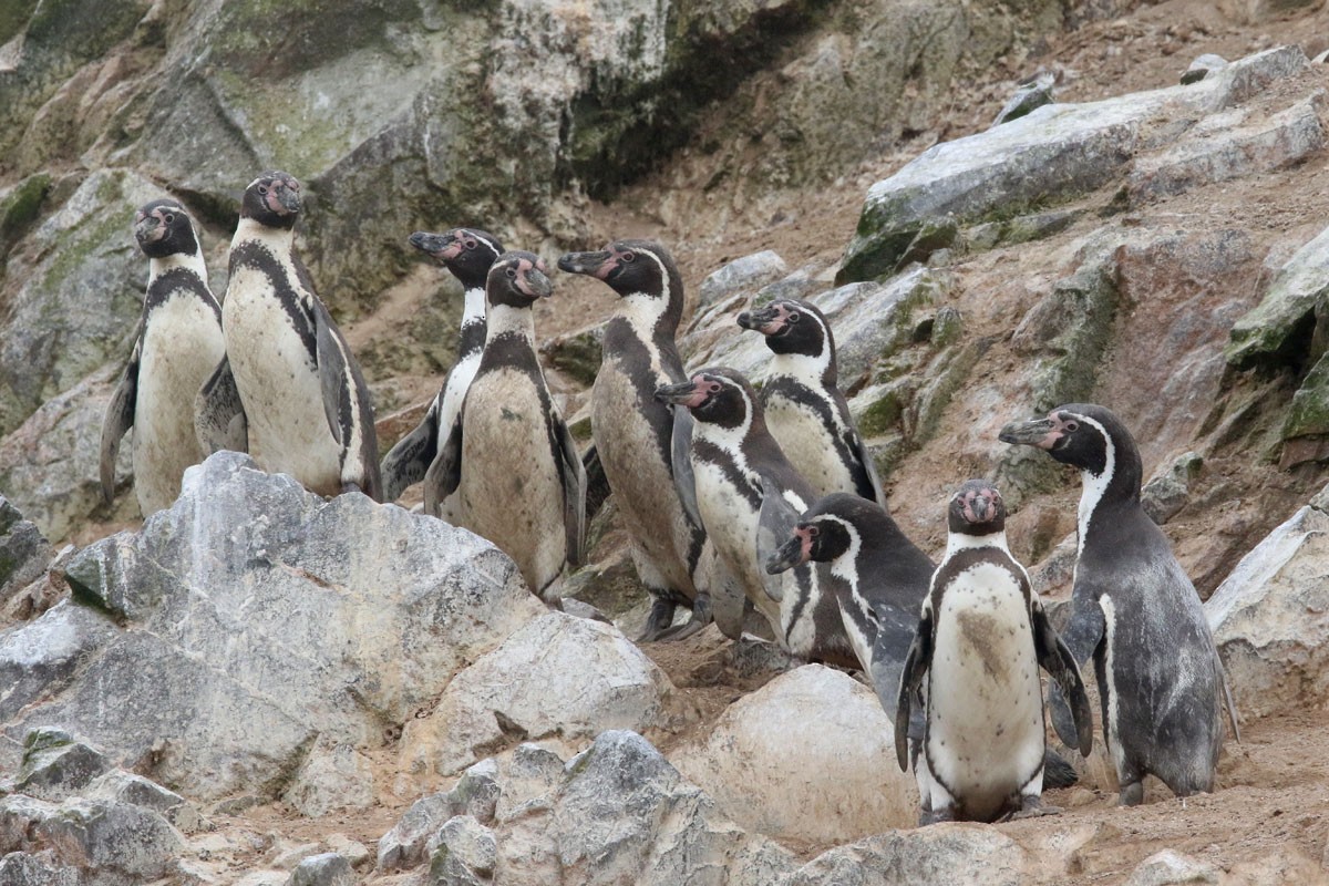 Humboldt Penguin - ML121211831