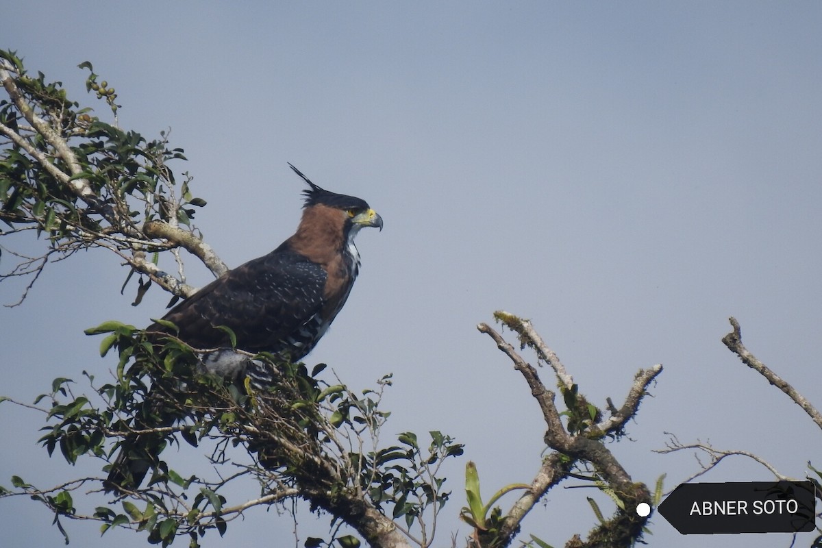 Ornate Hawk-Eagle - ML121215861