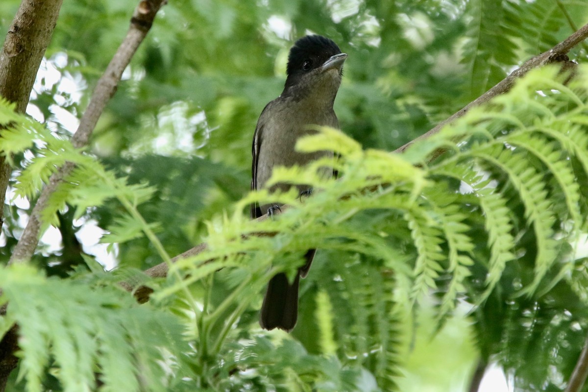Crested Becard - Olivier Langrand