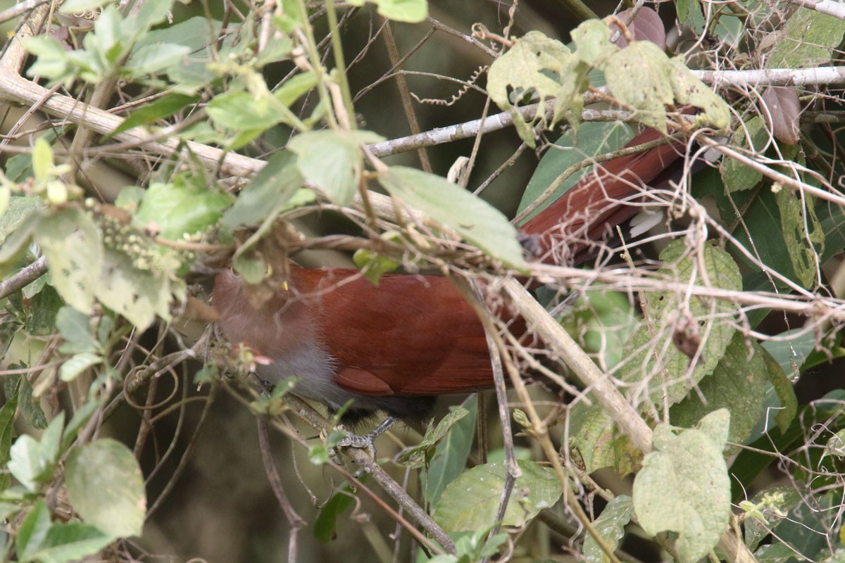 Squirrel Cuckoo - ML121216801