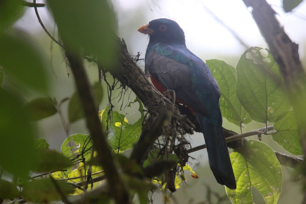 Trogon d'Équateur - ML121216851