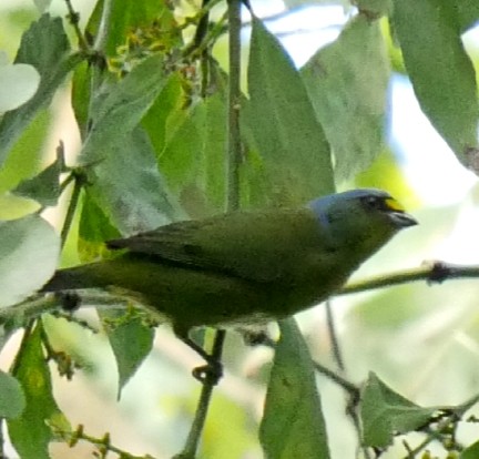 Lesser Antillean Euphonia - Roger Horn