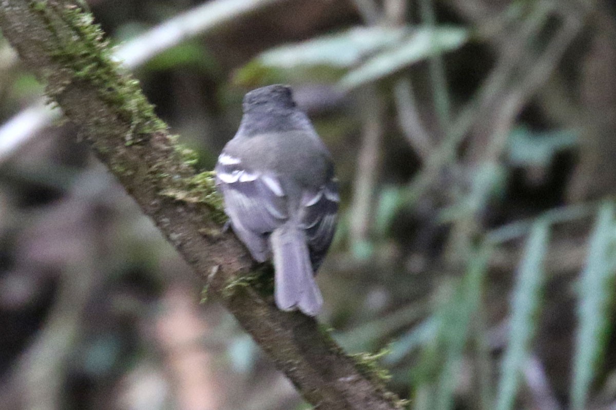 Gray-breasted Flycatcher - Noah Strycker