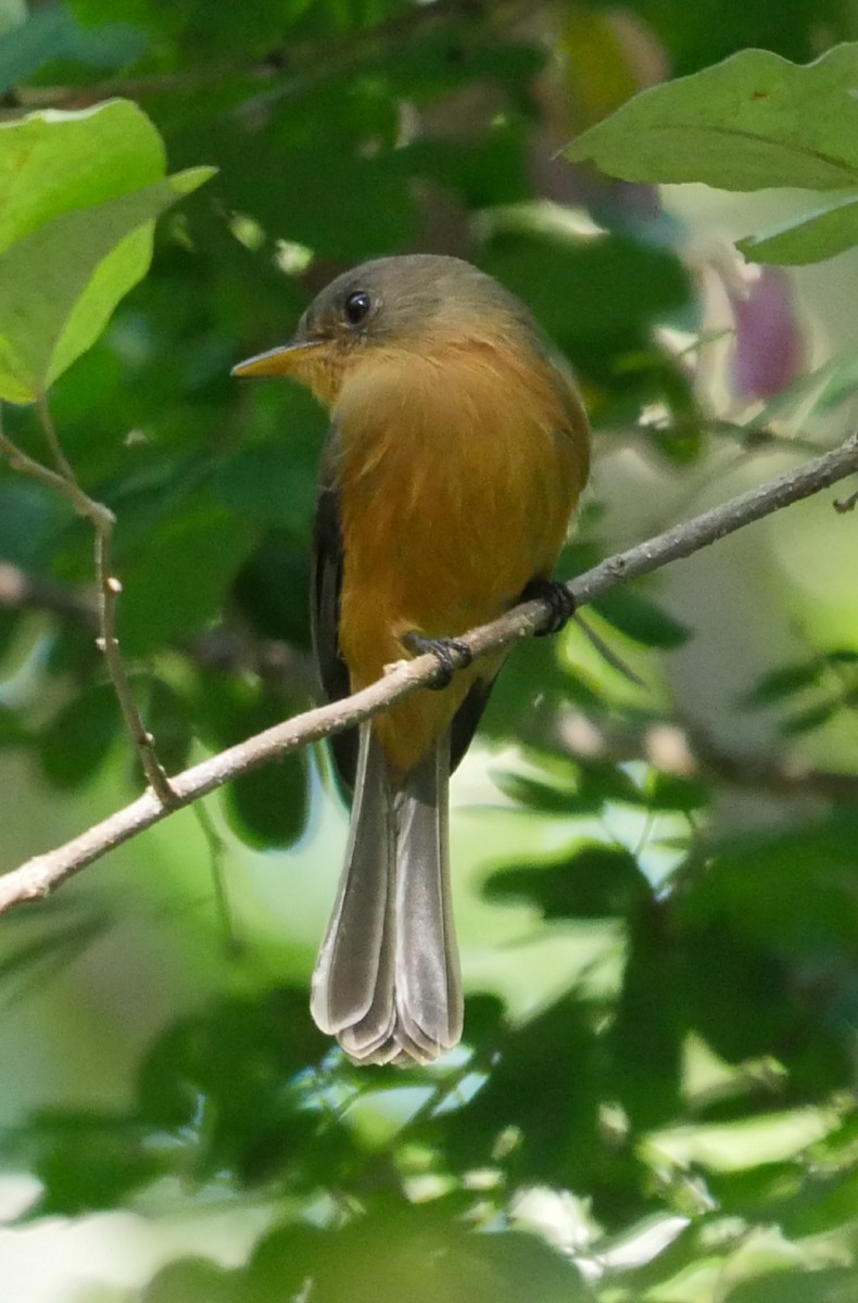 Kleinantillen-Schnäppertyrann (latirostris) - ML121217571