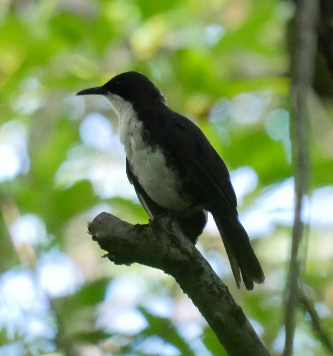 St. Lucia Thrasher - Roger Horn