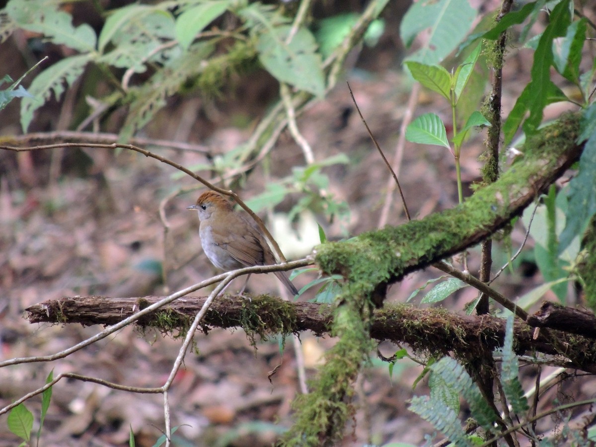 Ruddy-capped Nightingale-Thrush - ML121220511