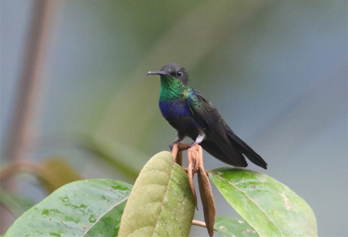 Zafiro Golondrina - ML121222571