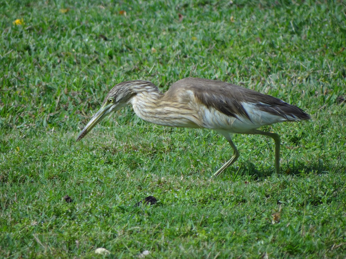 Squacco Heron - ML121222921