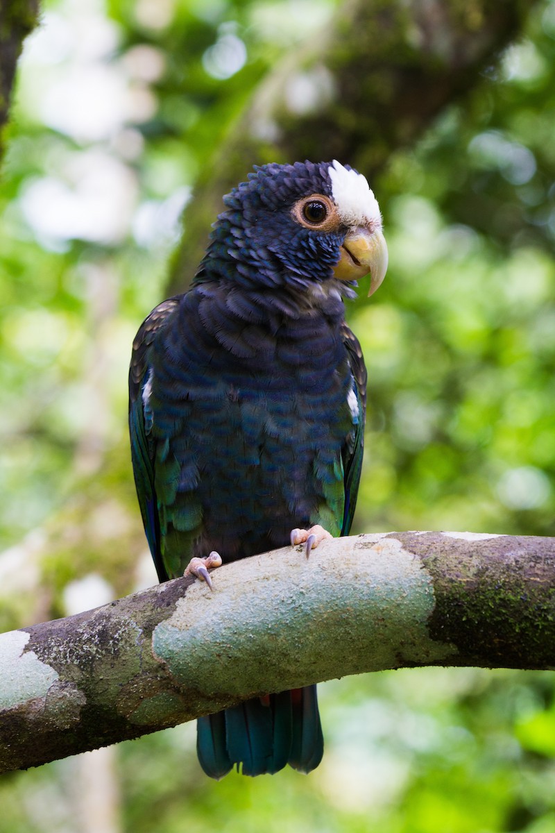 メキシコシロガシラインコ - ML121223021