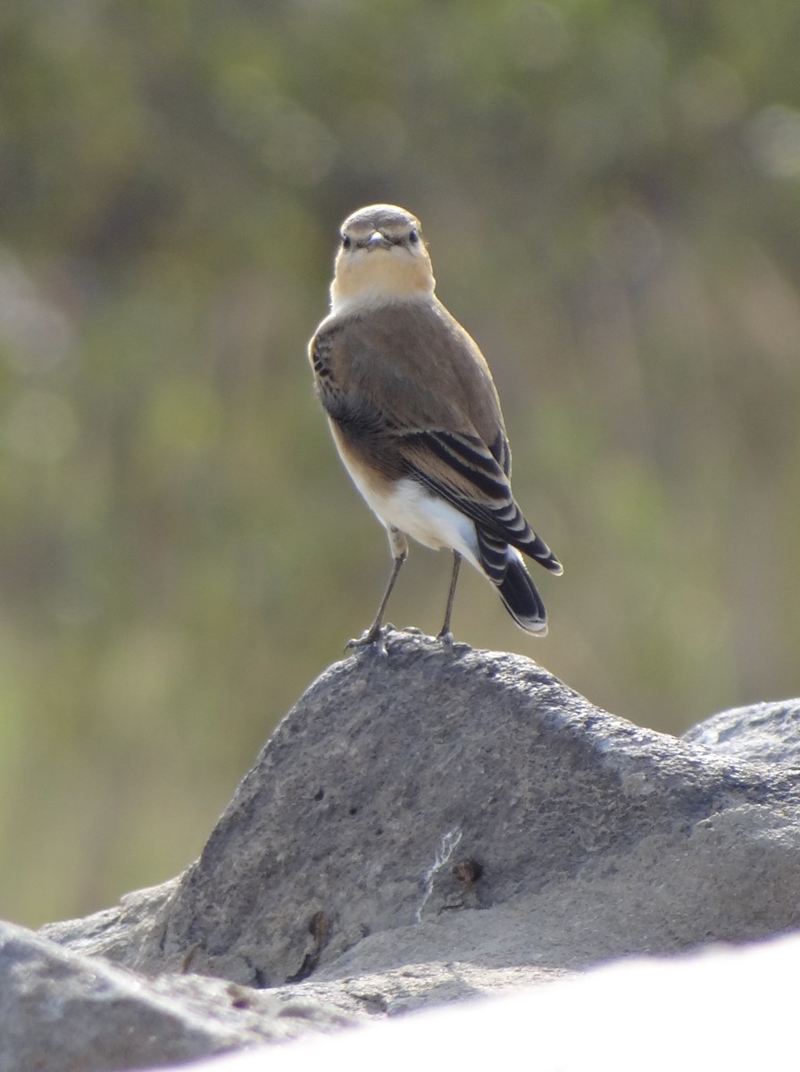 Northern Wheatear - ML121223181