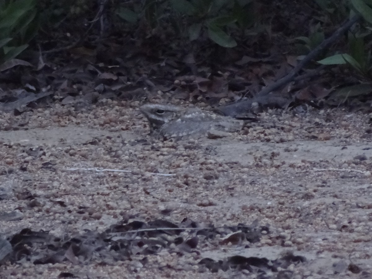 Nubian Nightjar - ML121223361