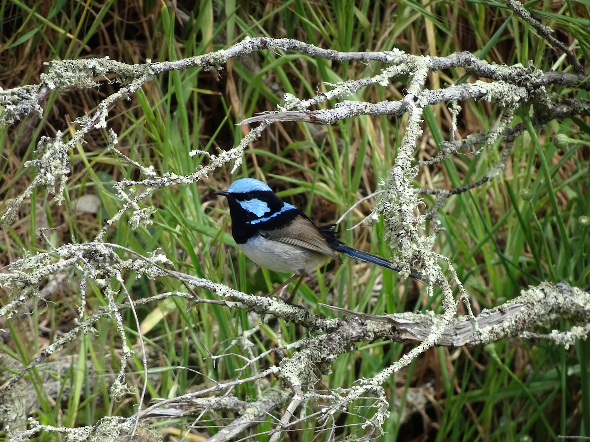 Superb Fairywren - ML121223951