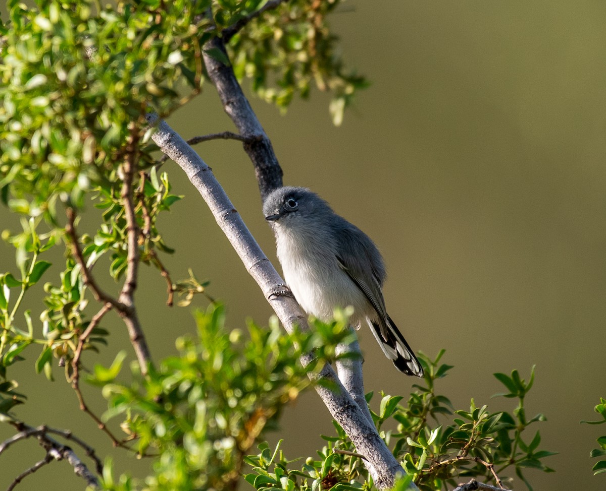 Black-tailed Gnatcatcher - ML121224511