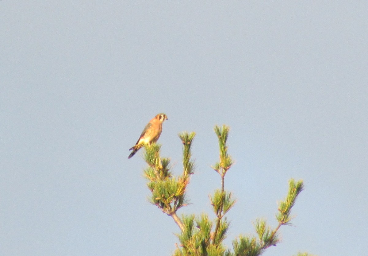 American Kestrel - ML121226031