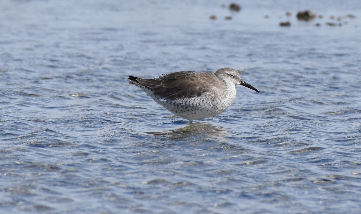 Red Knot - ML121226151