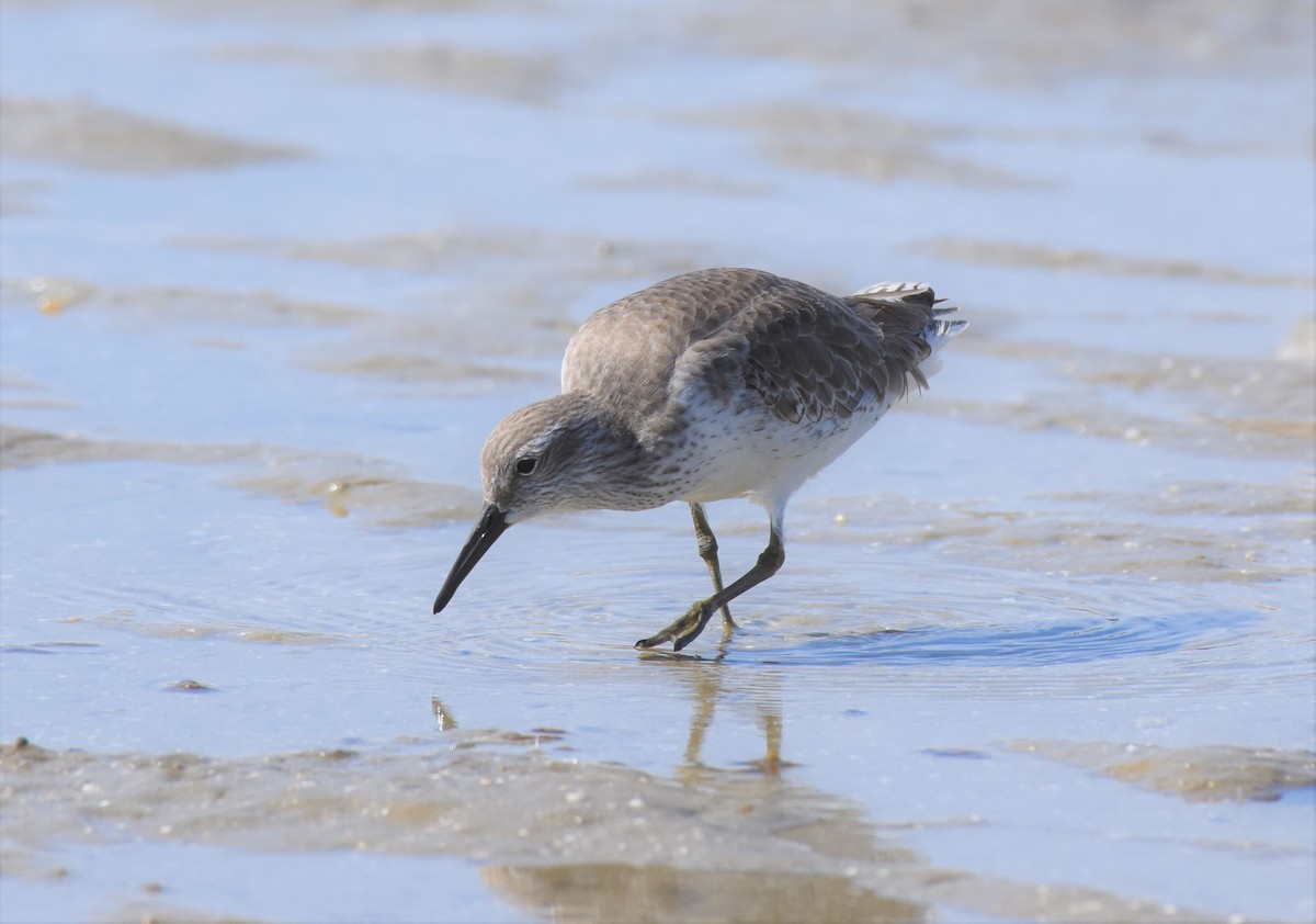 Red Knot - ML121226161