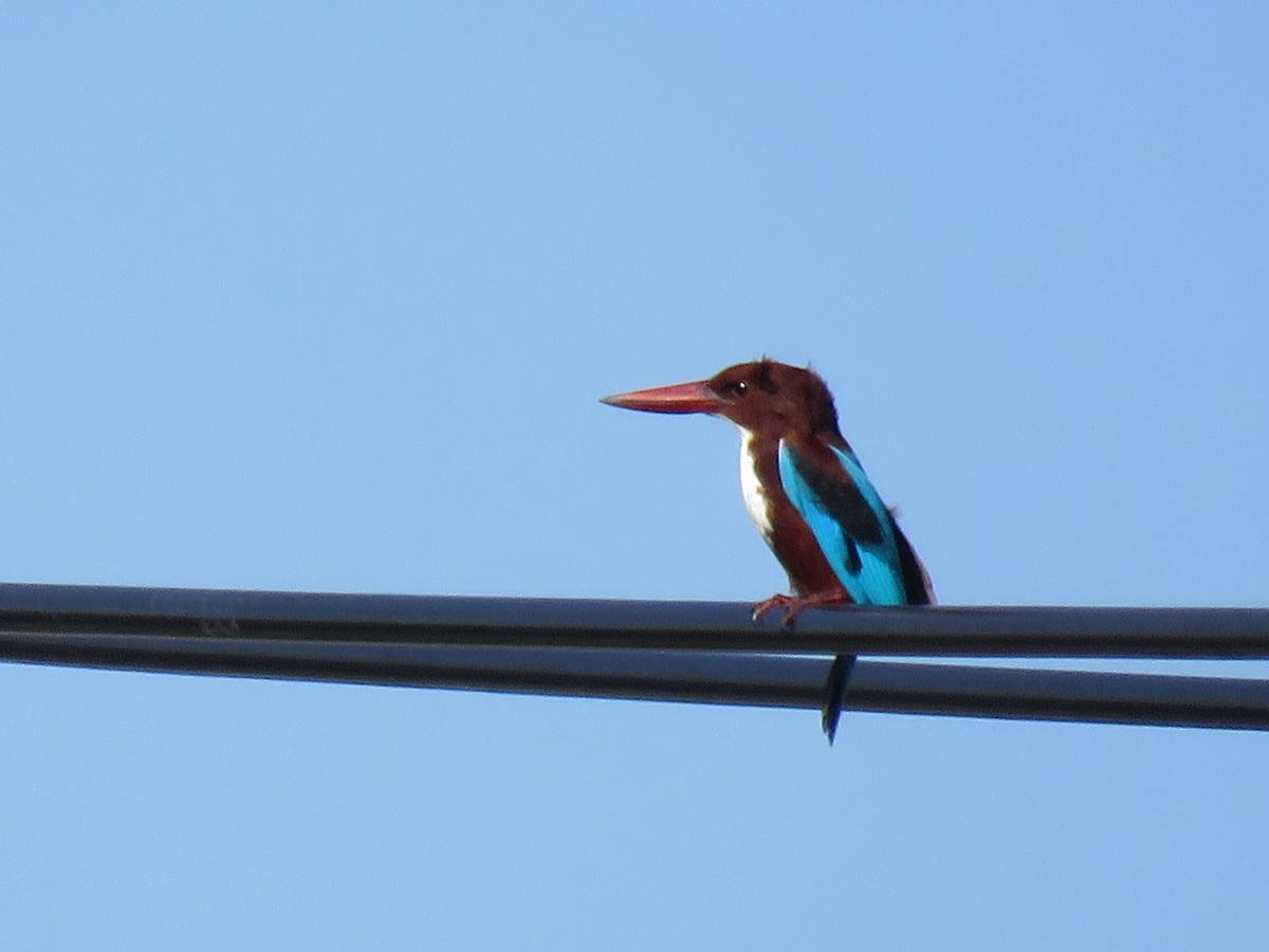 White-throated Kingfisher - ML121226191