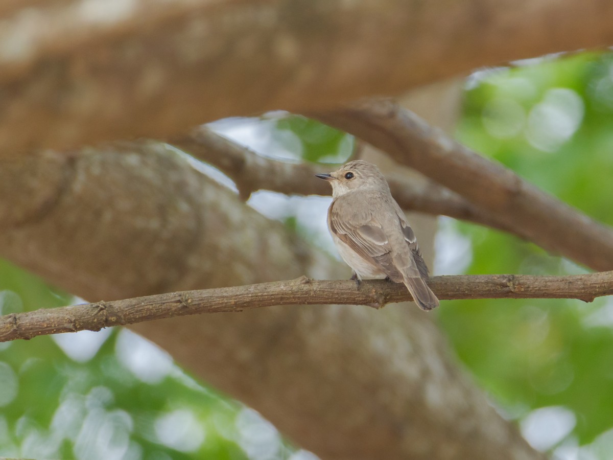 Spotted Flycatcher - Adithya Bhat