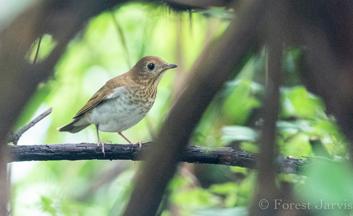 Veery - ML121226751