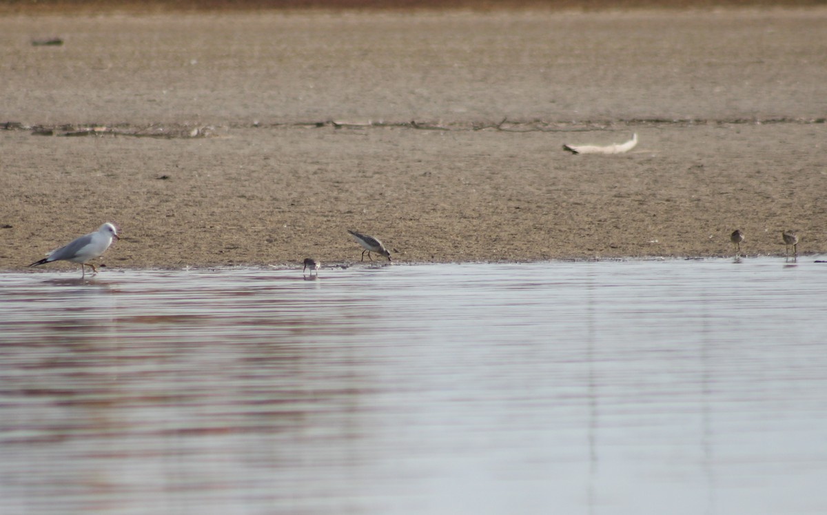 Black-bellied Plover - ML121227311